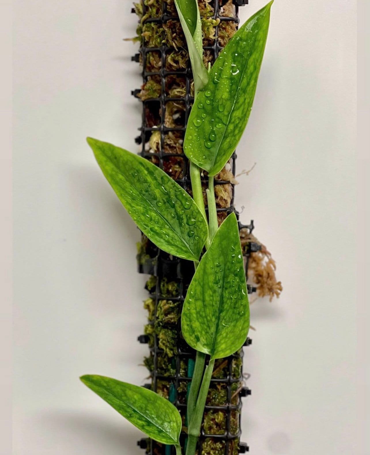 Monstera barrieri *EXTREMELY RARE*