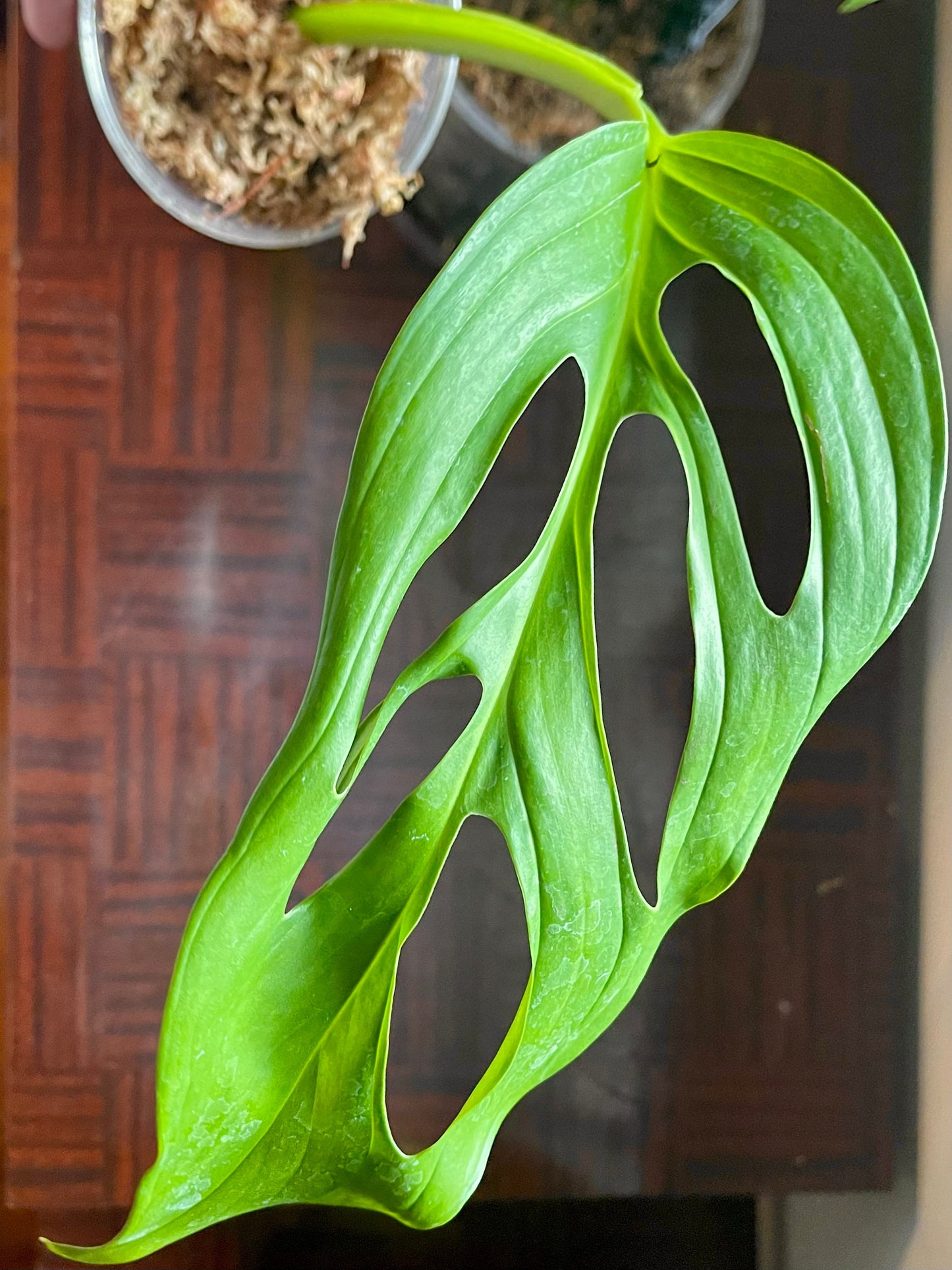 Monstera aff. obliqua complex “Ecuador”