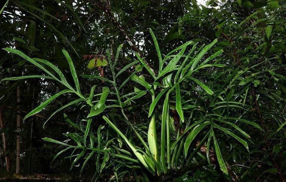 Monstera barrieri *EXTREMELY RARE*