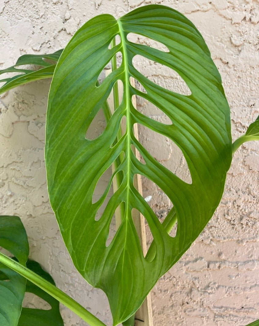 monstera lechleriana Monstera cf. 'lechleriana' – AABexotics