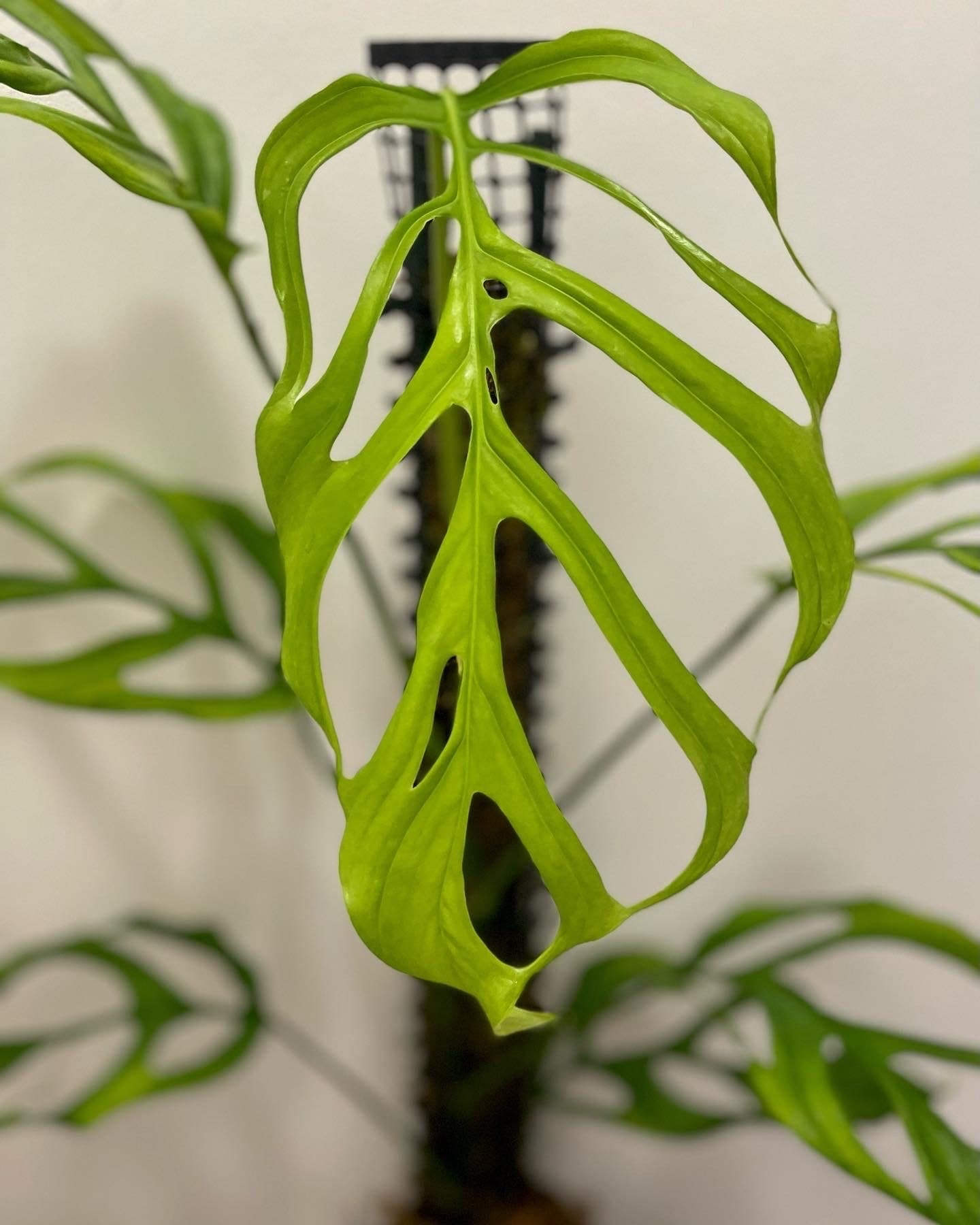 Monstera aff. obliqua “Filamentous”