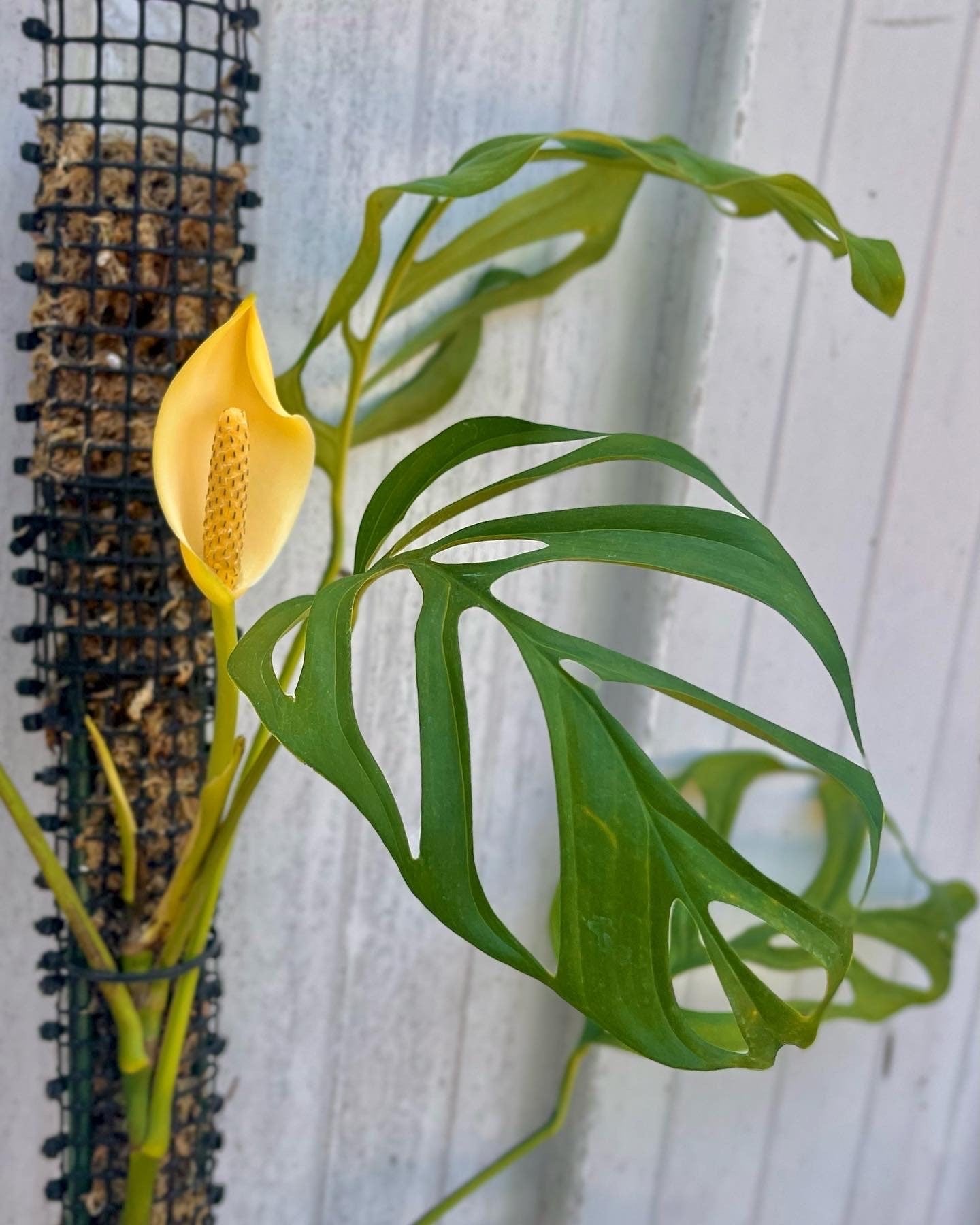Monstera aff. obliqua “Filamentous”