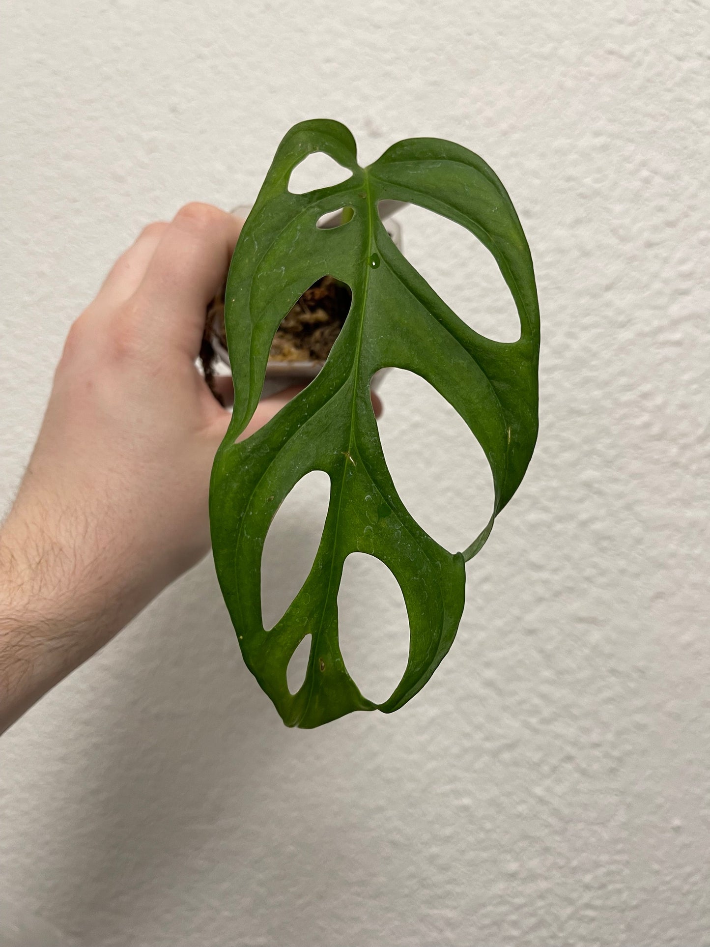 Monstera cf. obliqua “Los Tayos”