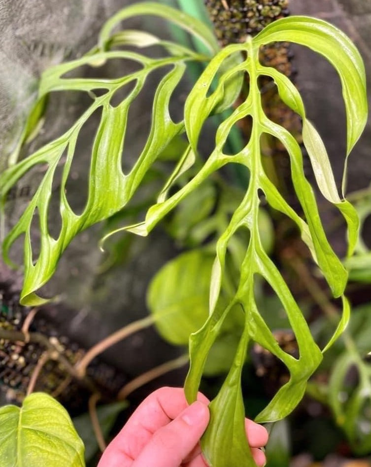 Monstera aff. obliqua “Filamentous”