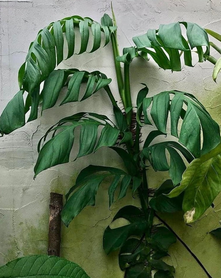 monstera tenuis Monstera tenuis