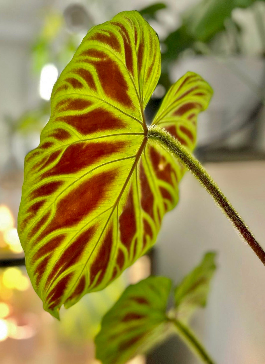 philodendron verrucosum red Philodendron verrucosum 2