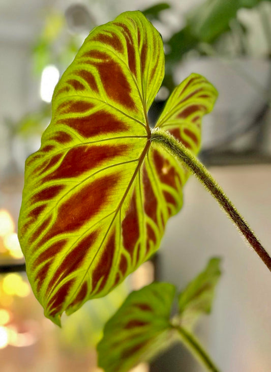 Philodendron verrucosum 2