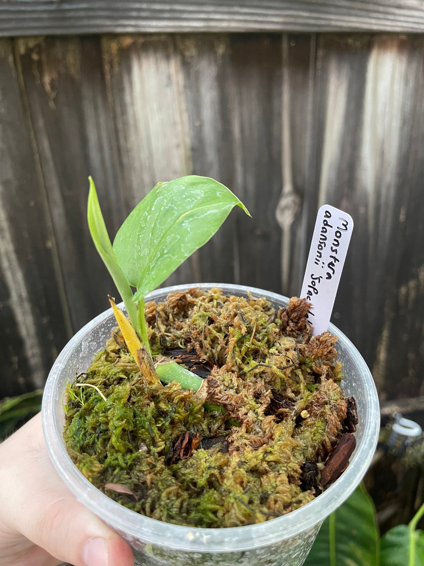 Monstera adansonii (Southern Pacific Watershed form) *RARE*