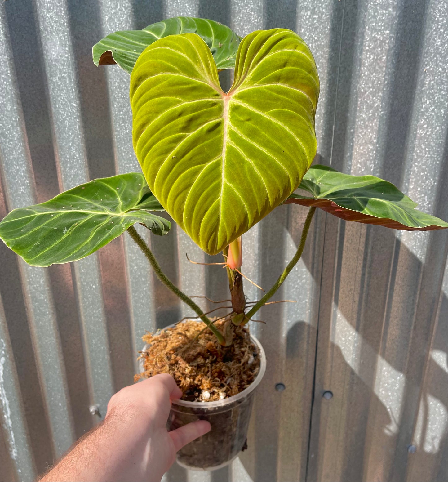 Philodendron verrucosum “Amazon Sunset”