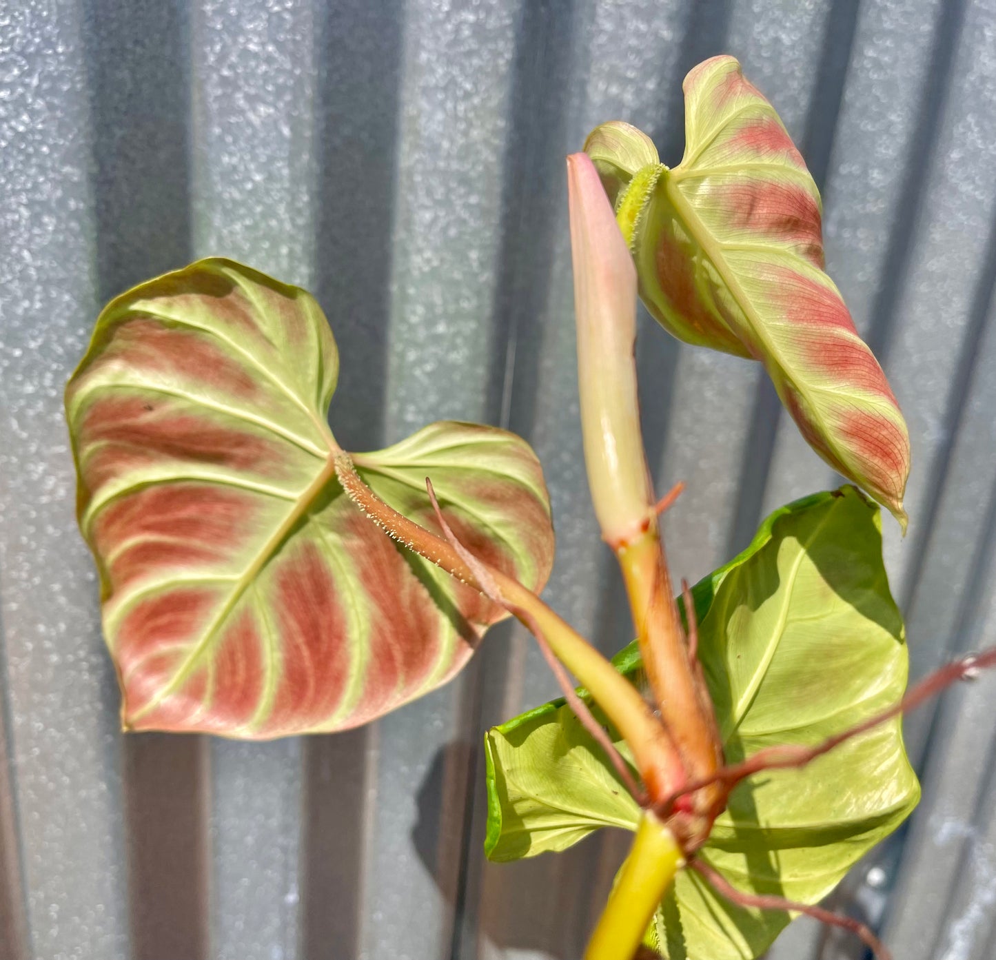 Philodendron verrucosum “Hummingbird”