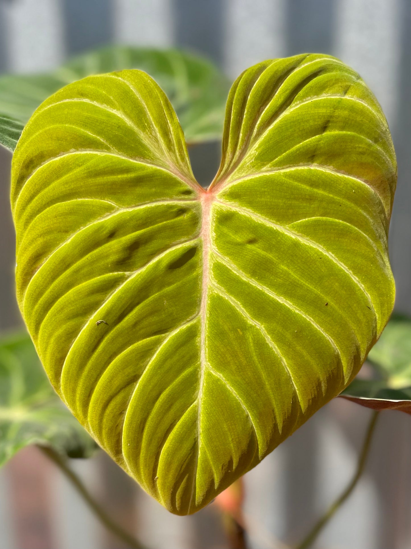 Philodendron verrucosum “Amazon Sunset”