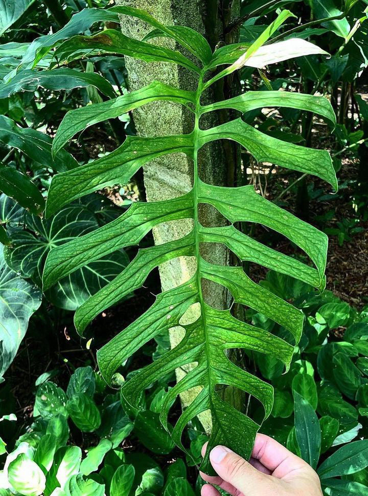 Monstera filamentosa *EXTREMELY RARE*