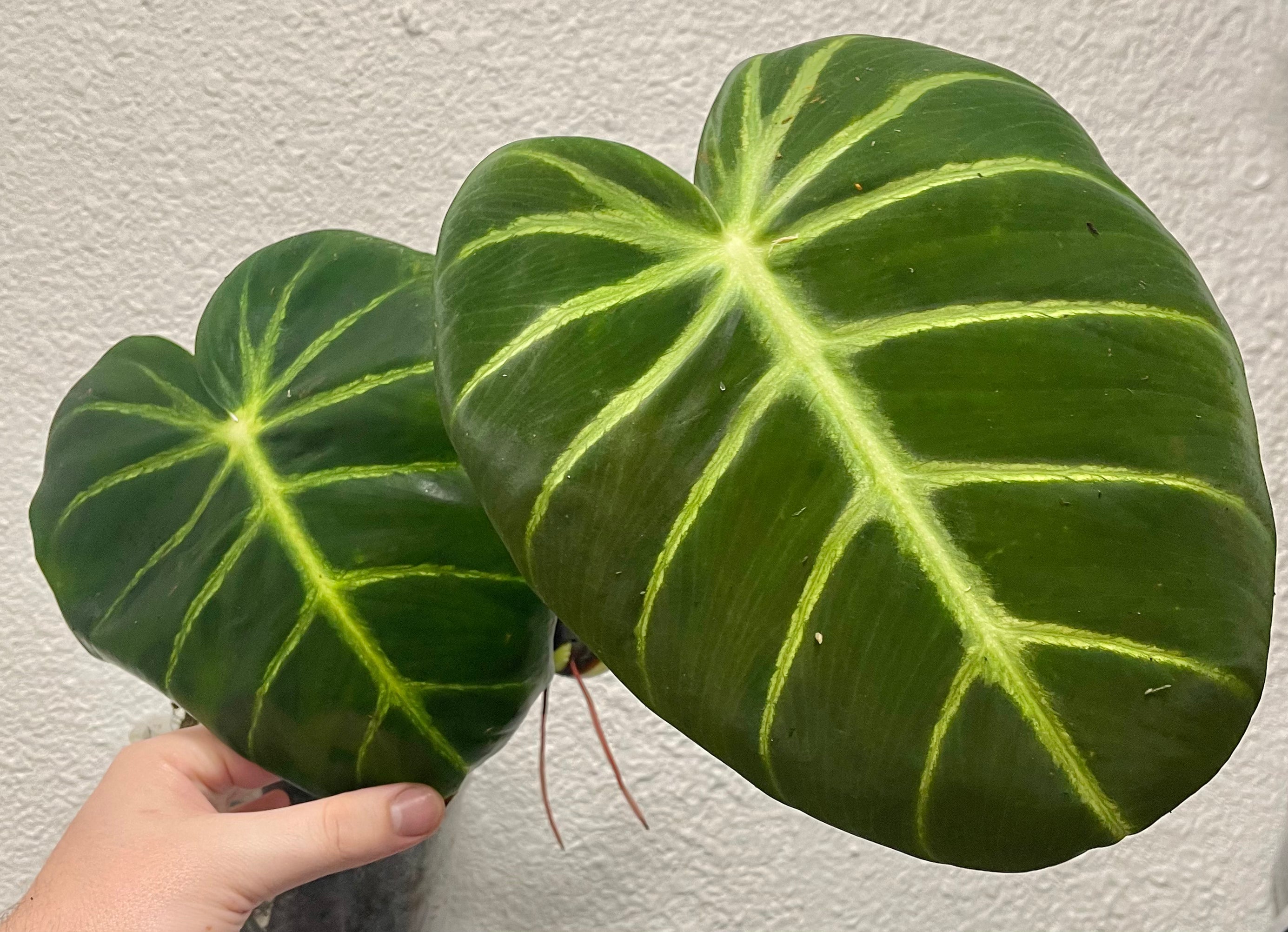 luxurians philodendron Philodendron luxurians – AABexotics
