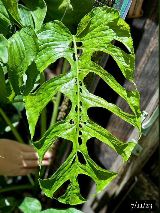 Monstera membranacea "Uvita" (Southern Pacific Lowland locality)