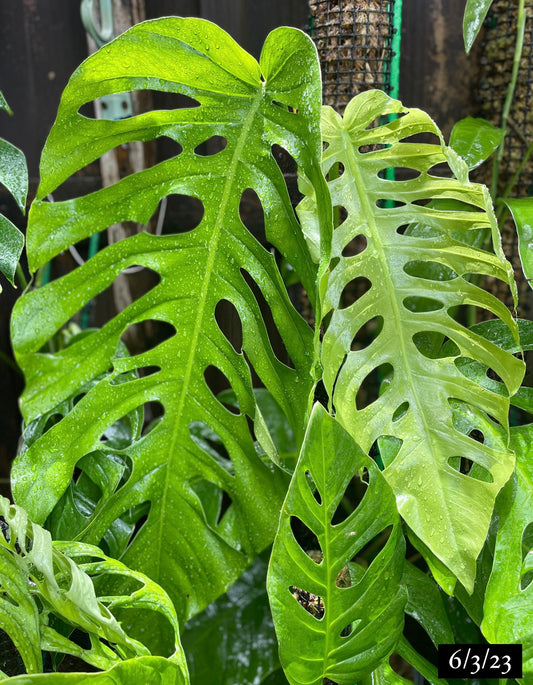 Monstera punctulata