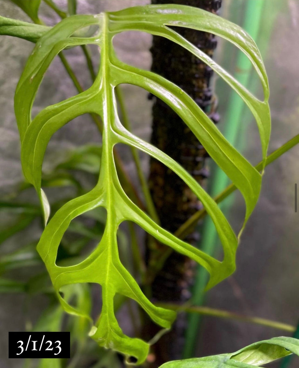 Monstera obliqua en Vibes Fold main image 0