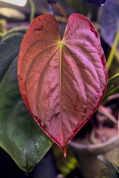 Anthurium antolakii (BVEP) "Round x RA1" x dressleri "Obsidian" *seedlings*