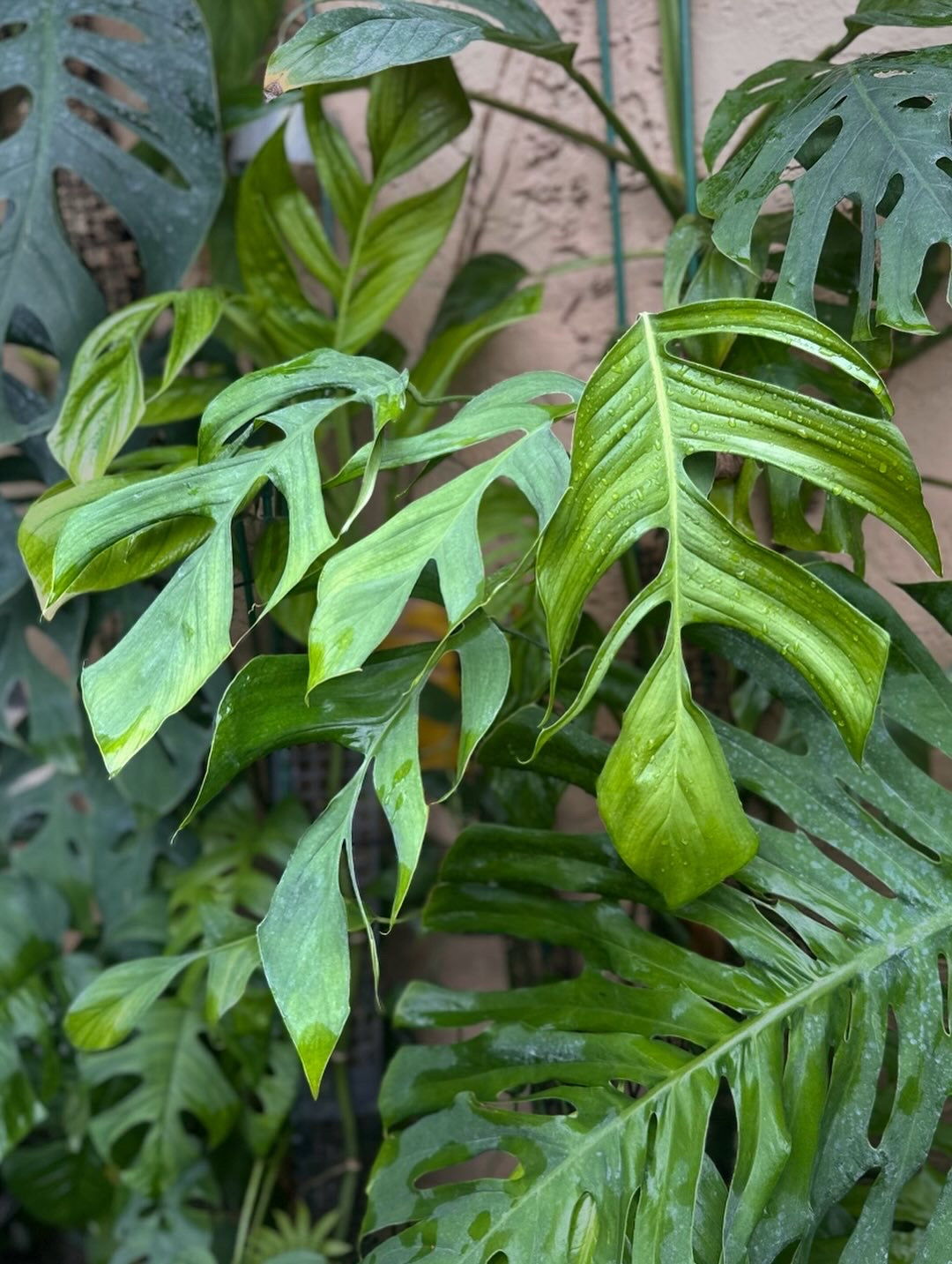 Monstera bocatorensis