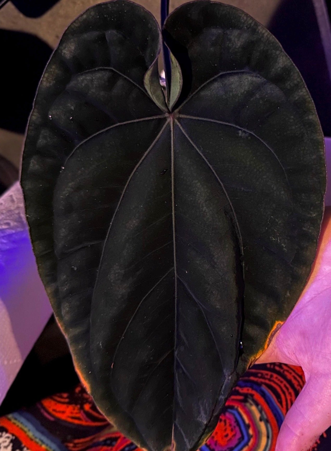 Anthurium dressleri RG (Black x F2) x carlablackiae RA10 s1 *sprouted seeds*