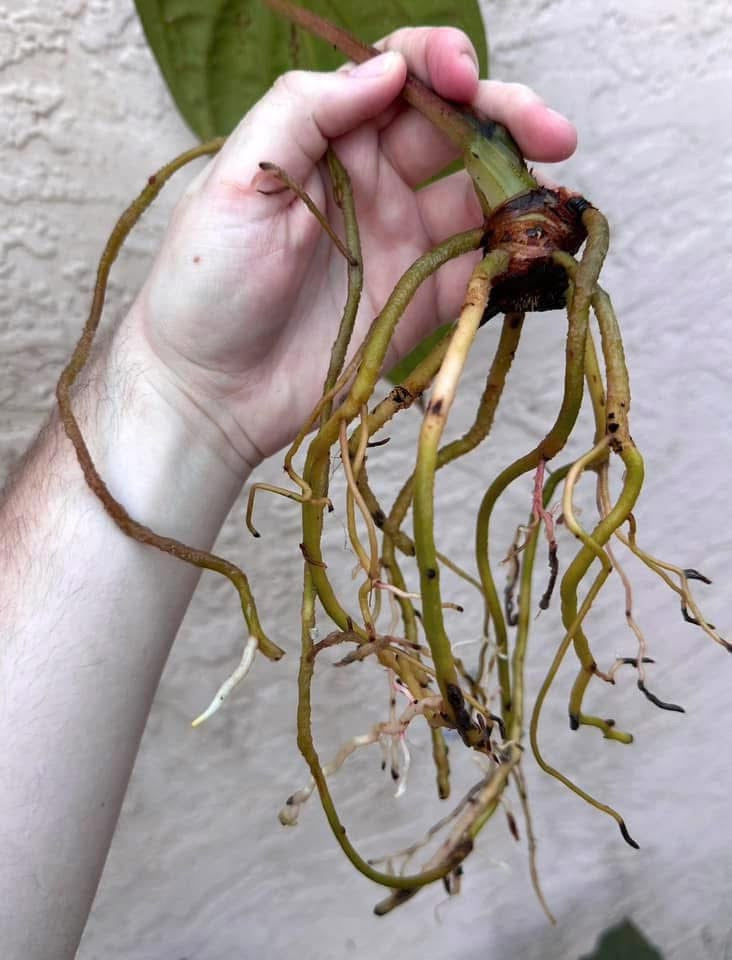 Anthurium dressleri “Obsidian” *CLONE*