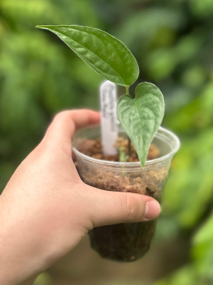 Monstera gracilis “Tingo Maria”
