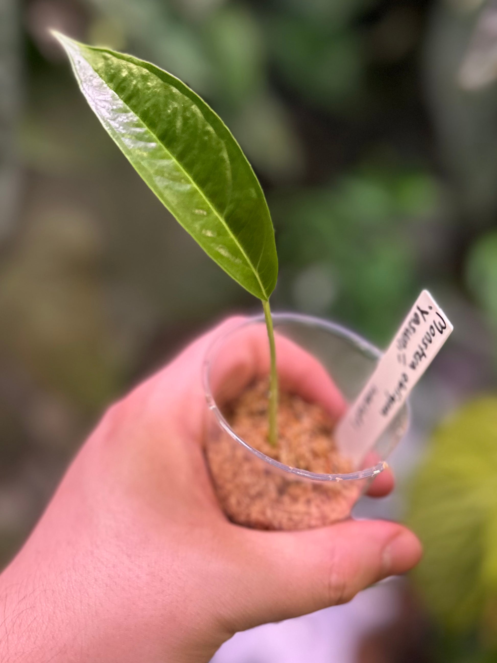 monstera obliqua yasuni Monstera obliqua “Yasuní” #1 – AABexotics
