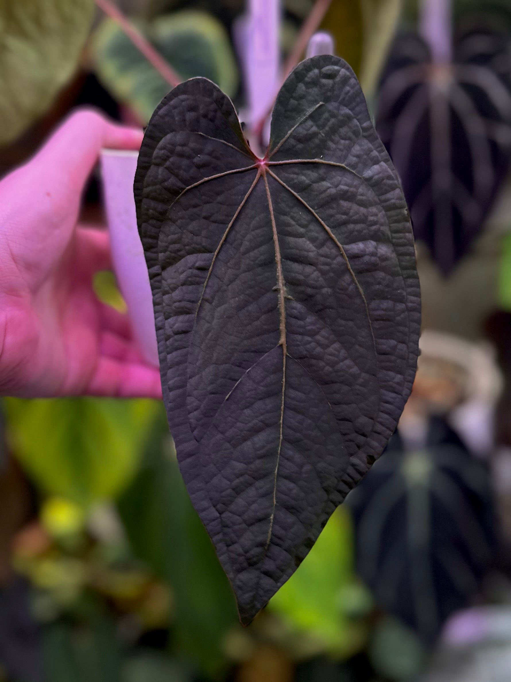 Anthurium (BVEP x NSE red crystallinum) x ((carla x pap) x