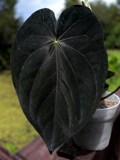 Anthurium carlablackiae RA5x10 x (dress RG F2 x carla "Amanda")