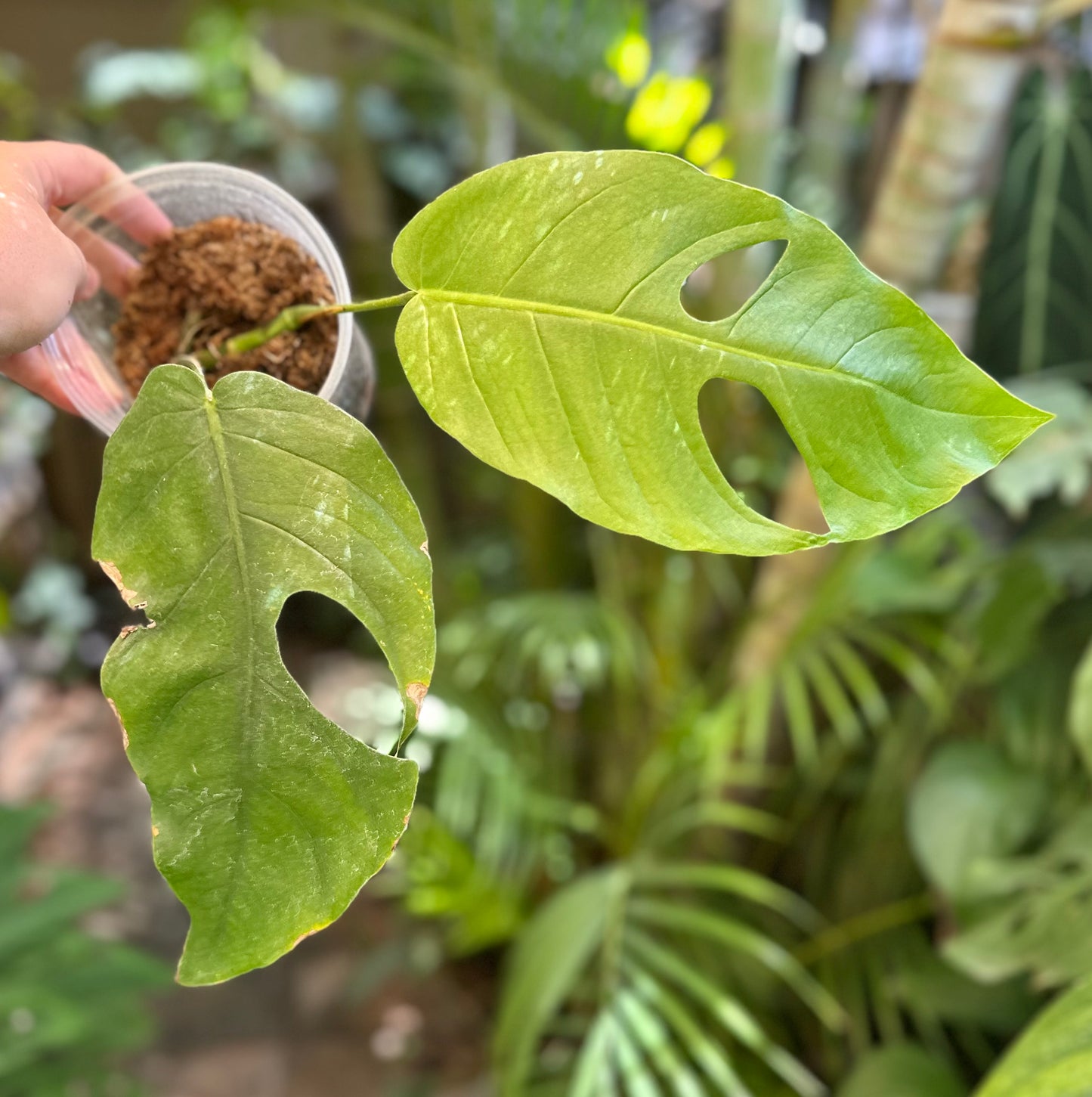 Monstera punctulata