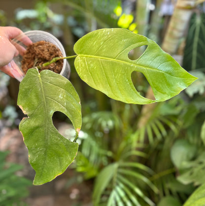 Monstera punctulata