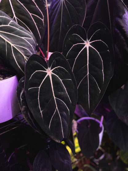 Anthurium carlablackiae "Amanda x GPH001" s1