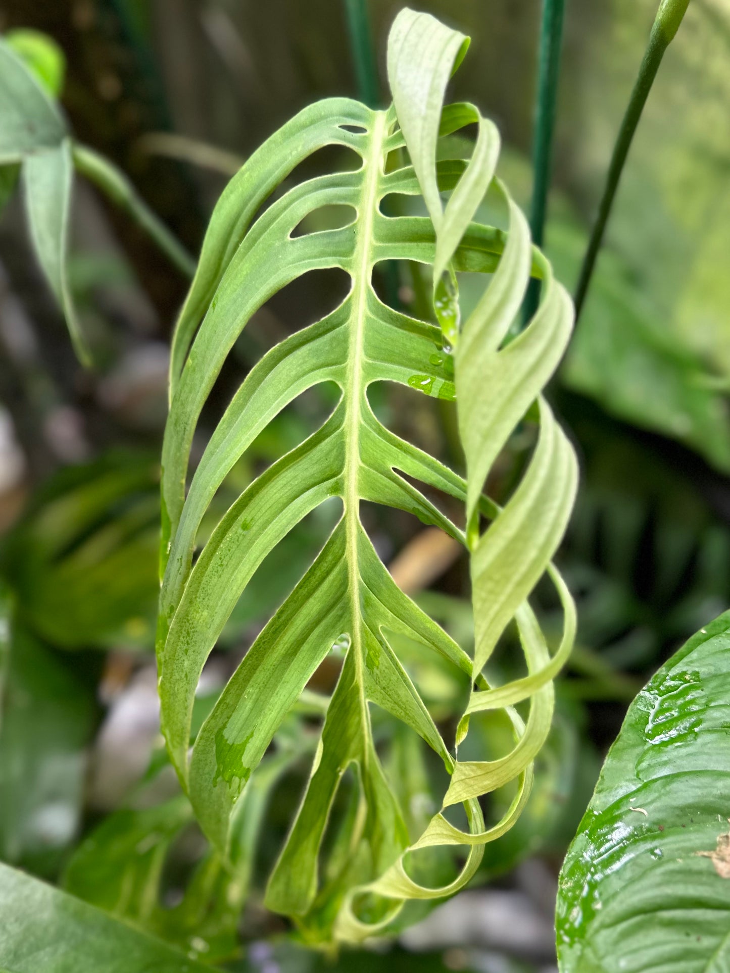 Monstera croatii (Matt)