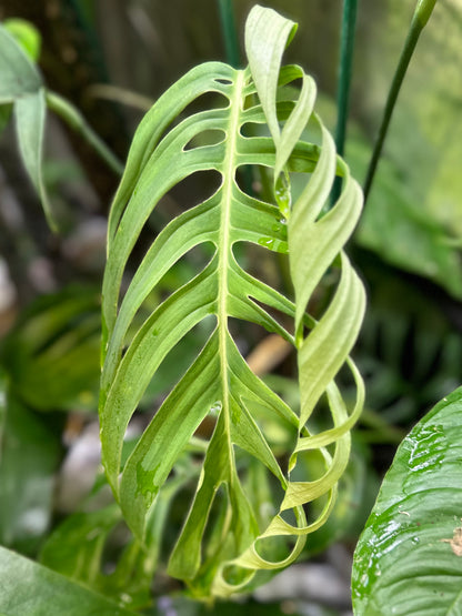 Monstera croatii (Matt)