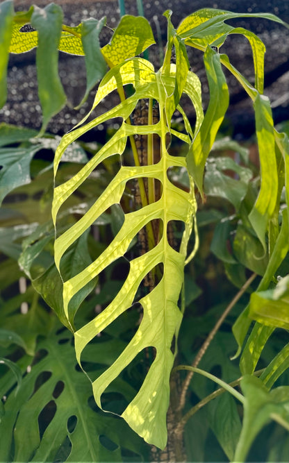 Monstera filamentosa *EXTREMELY RARE*