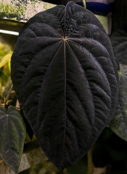 Anthurium dressleri "Obsidian" x (BVEP x splendidum) *sprouted seeds*