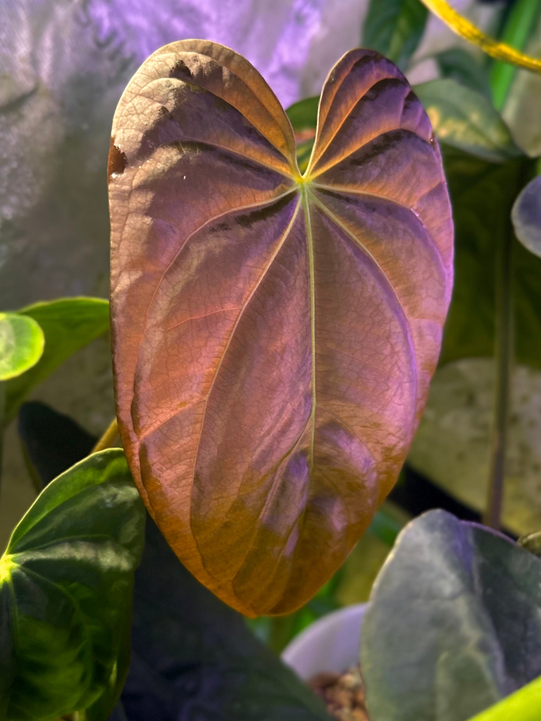 bali red anthurium Anthurium antolakii (BVEP) "Round x RA1" x "Wu1 x Oliver" – AABexotics