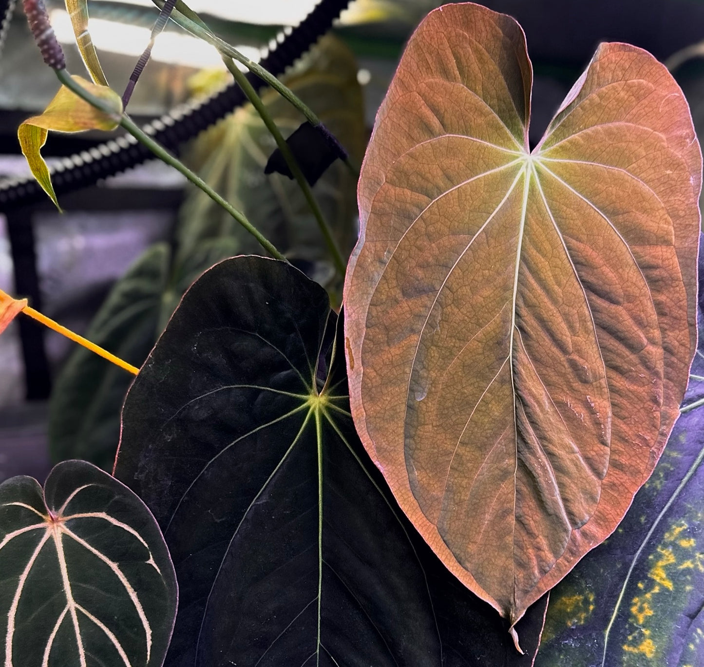 Anthurium antolakii (BVEP) "Round x RA1" x dressleri "Obsidian" *seedlings*