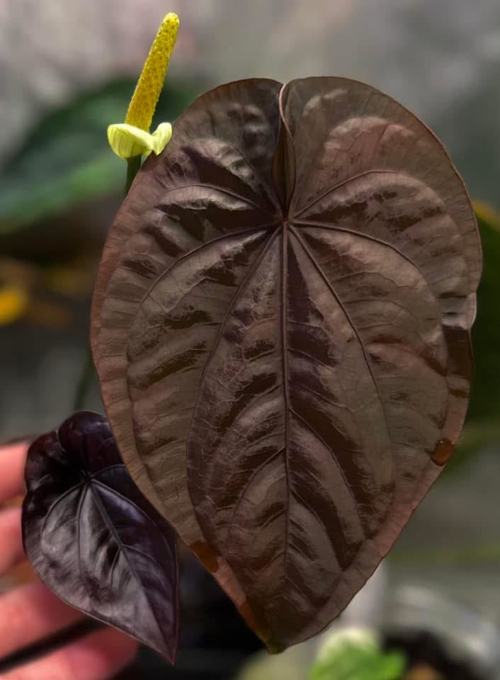 Anthurium dressleri RG F2 x Black dressleri