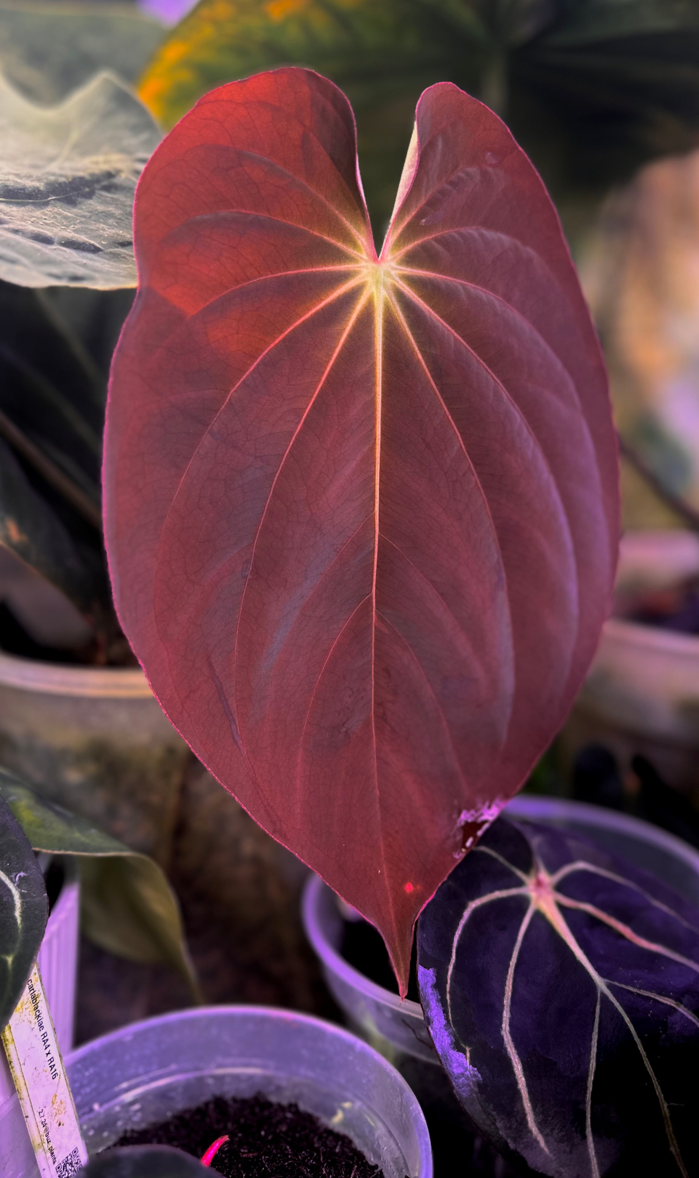 Anthurium antolakii (BVEP) 