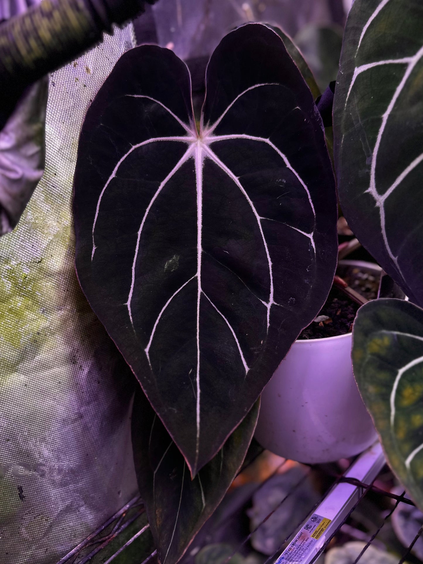 Anthurium carlablackiae "Amanda x GPH001" s1