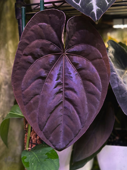 Anthurium dressleri RG (F2 x Black) F2 "Aspis" x "Purple Haze"