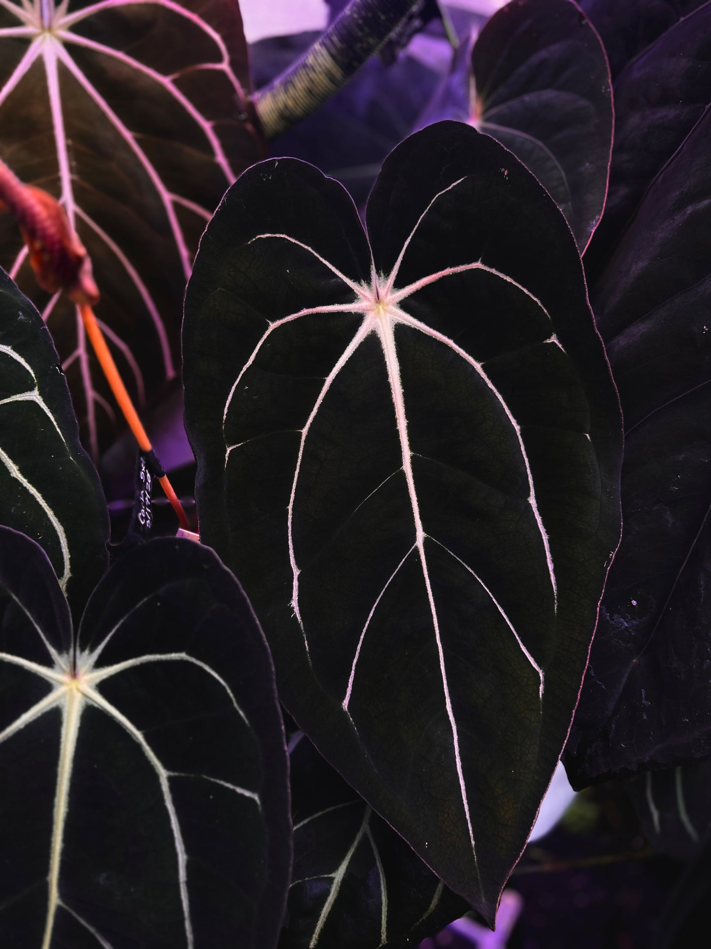 Anthurium carlablackiae "Amanda x GPH001" s1
