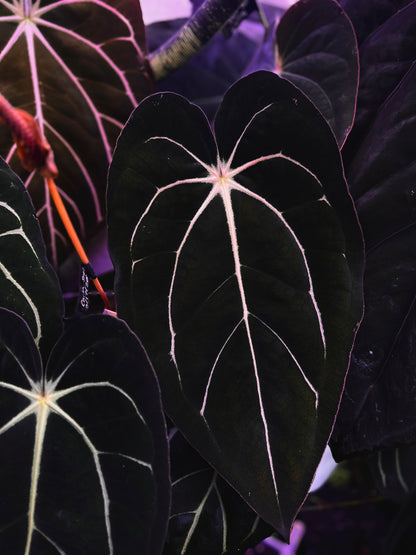 Anthurium carlablackiae "Amanda x GPH001" s1
