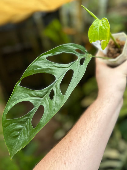 Monstera obliqua “Loreto”