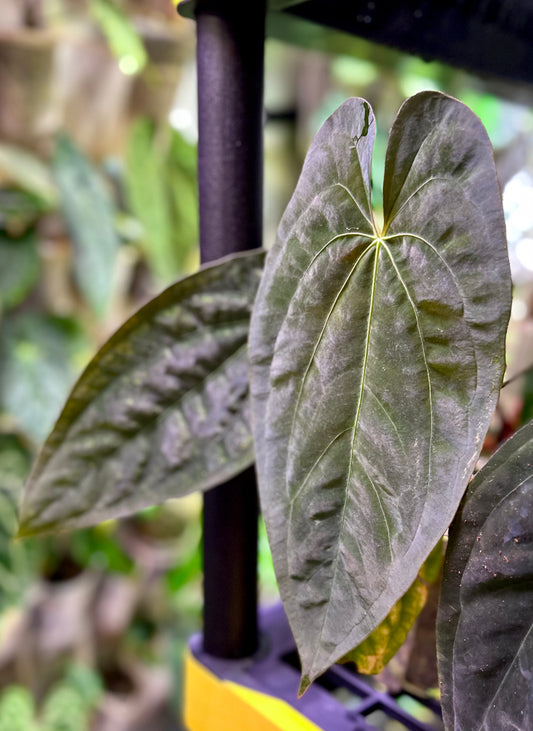 Anthurium papillilaminum “Gatorskin” x “Dadbod” *bottom division* (ASHLEY)