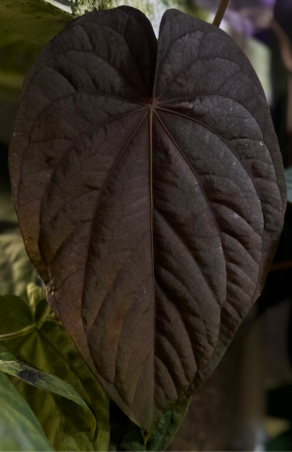 Anthurium dressleri “Obsidian” *CLONE*