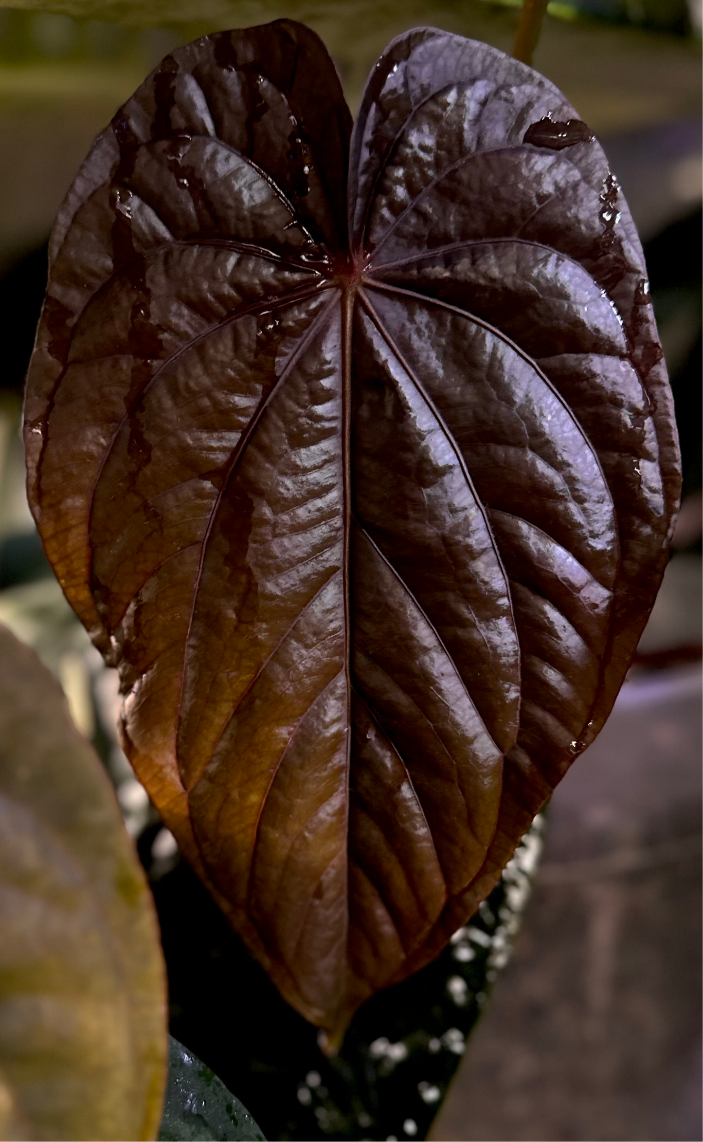 Anthurium dressleri “Obsidian” *CLONE*