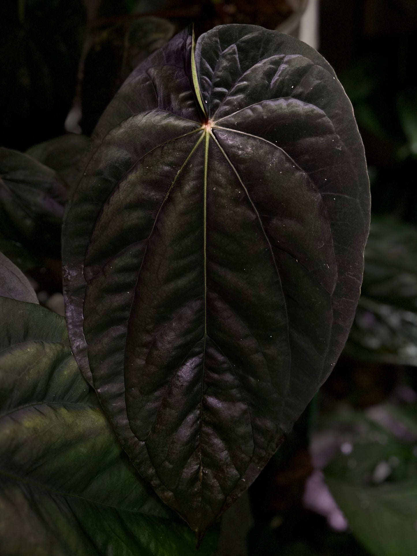 Anthurium dressleri NSE “Obsidian”