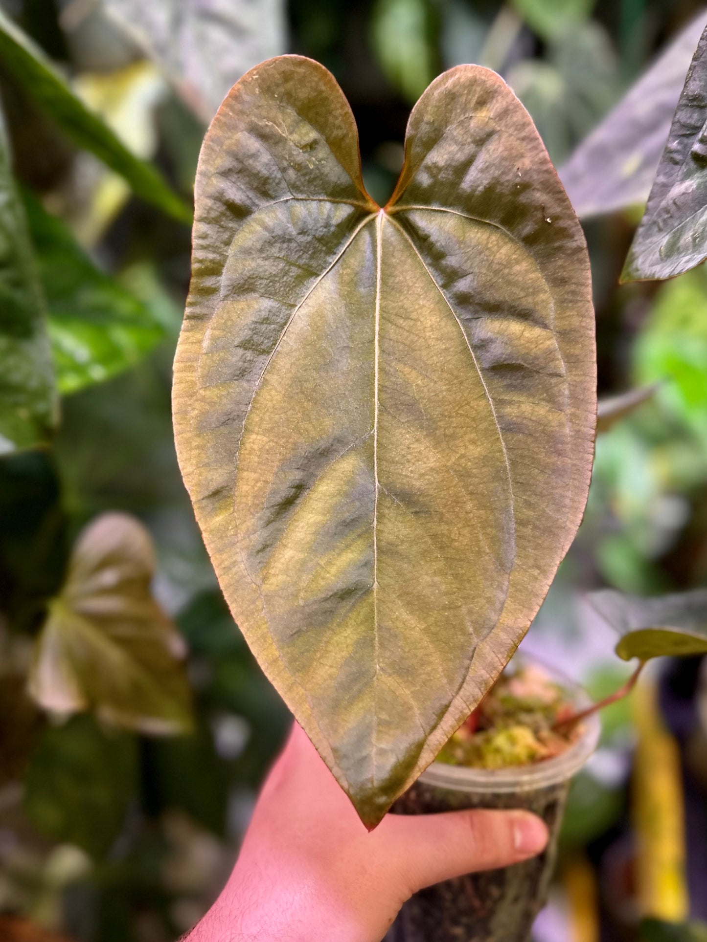 Anthurium portillae “Dorito” x dressleri RG