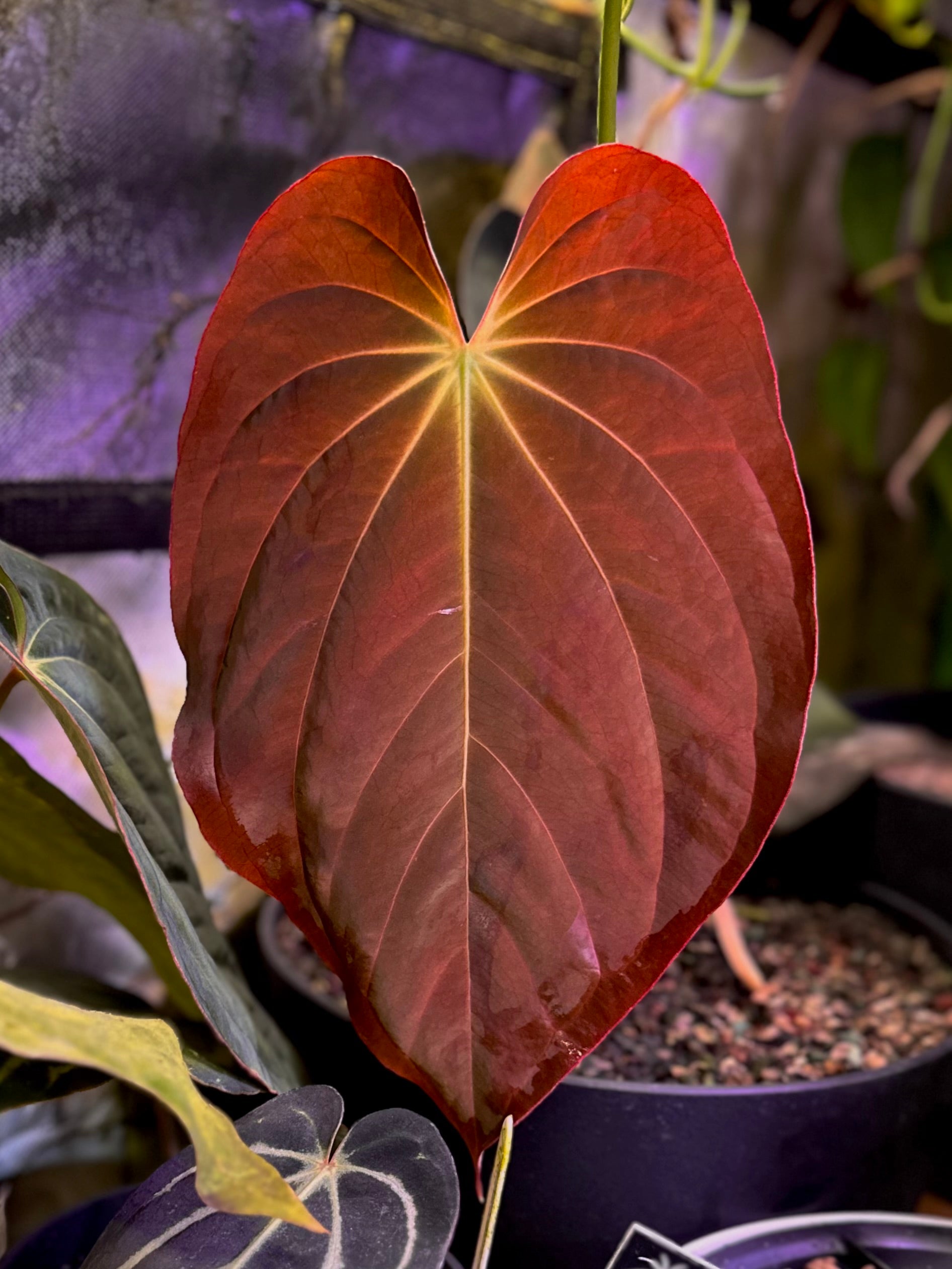 bali red anthurium Anthurium antolakii (BVEP) "Round x RA1" x "Wu1 x Oliver" – AABexotics